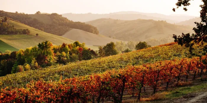 Framed Print : Castelvetro di Modena, Emilia Romagna, Italy. Autumn landscape with colorful vineyards Framed Print : Castelvetro di Modena, Emilia Romagna, Italy. Autumn landscape with colorful vineyards