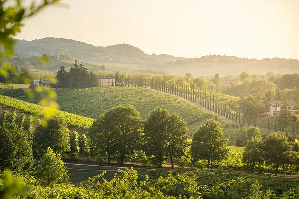 Castelvetro di Modena, panoramic view of hills and green trees at sunset
