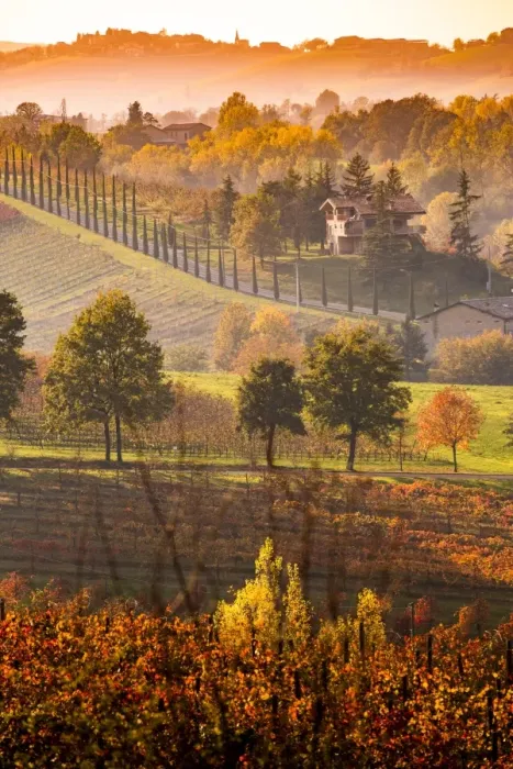 Framed Print : Castelvetro, Modena, Emilia Romagna, Italy. Sunset over the Lambrusco Grasparossa vineyards Framed Print : Castelvetro, Modena, Emilia Romagna, Italy. Sunset over the Lambrusco Grasparossa vineyards