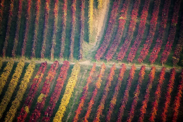 Castelvetro, Modena, Italy. Colorful vineyards in autumn in the valley famous for