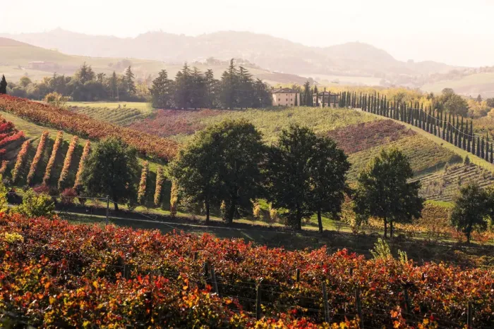 Framed Print : Castelvetro vineyards, Modena province, Emilia Romagna. Italy Framed Print : Castelvetro vineyards, Modena province, Emilia Romagna. Italy