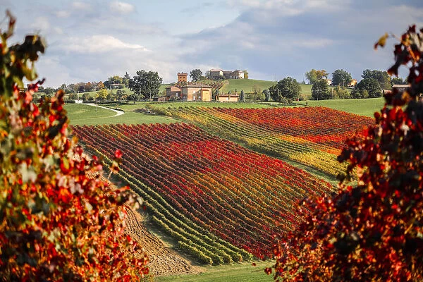 Castelvetro vineyards, Modena province, Emilia Romagna. Italy