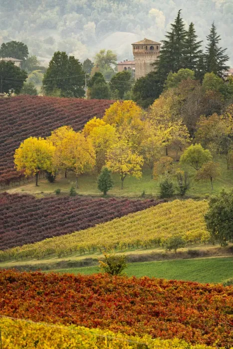 Framed Print : Castle and Vineyards in autumn, Castelvetro di Modena, Italy Framed Print : Castle and Vineyards in autumn, Castelvetro di Modena, Italy