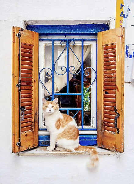 Cat at Anafiotika Neighborhood, Athens, Attica, Greece