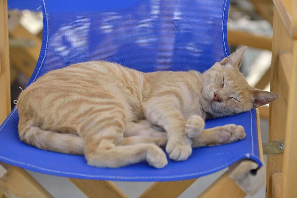 Cat asleep on a chair in Santorini, Kyclades, South Aegean, Greece, Europe