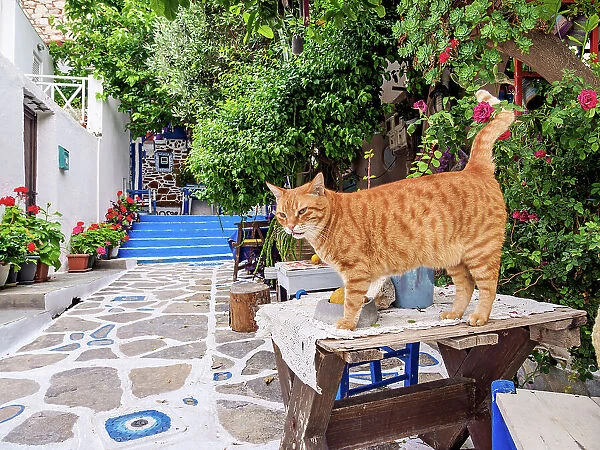 Cat at The Blue Street, Pythagoreio, Samos Island, North Aegean, Greece