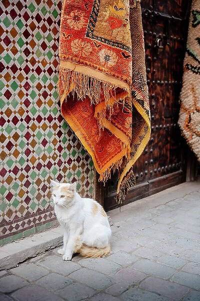 Cat and carpets, Marrakech, Morocco