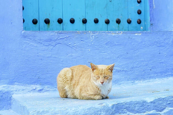 Cat resting near a blue door in the famous blue city of Chefchaouen, Morocco