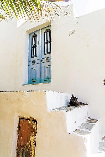 A cat sitting in Symi, Dodecanese Islands, Greece