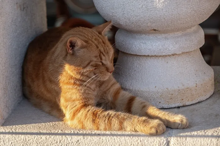 Framed Print : Cat sleeping in the sun, Perast, Kotor Bay, Montenegro