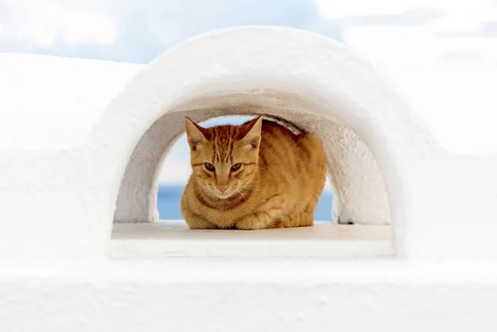 Framed Print : Cat on a white wall, Oia, Santorini, Cyclades Islands, Greece, Europe Framed Print : Cat on a white wall, Oia, Santorini, Cyclades Islands, Greece, Europe