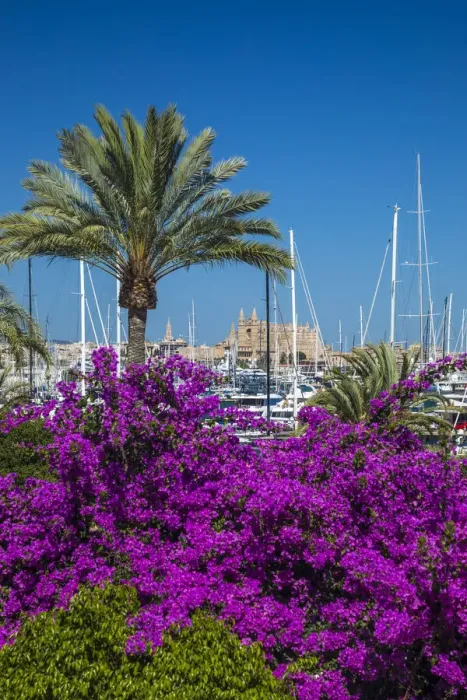 Framed Print : Cathedral La Seu & harbour, Palma, Mallorca, Balearic Islands, Spain Framed Print : Cathedral La Seu & harbour, Palma, Mallorca, Balearic Islands, Spain