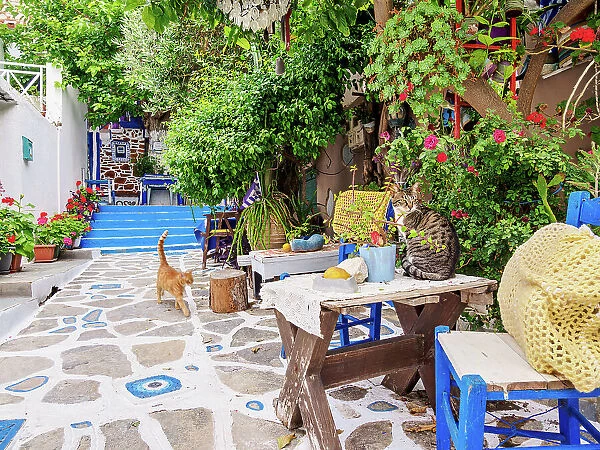 Cats at The Blue Street, Pythagoreio, Samos Island, North Aegean, Greece