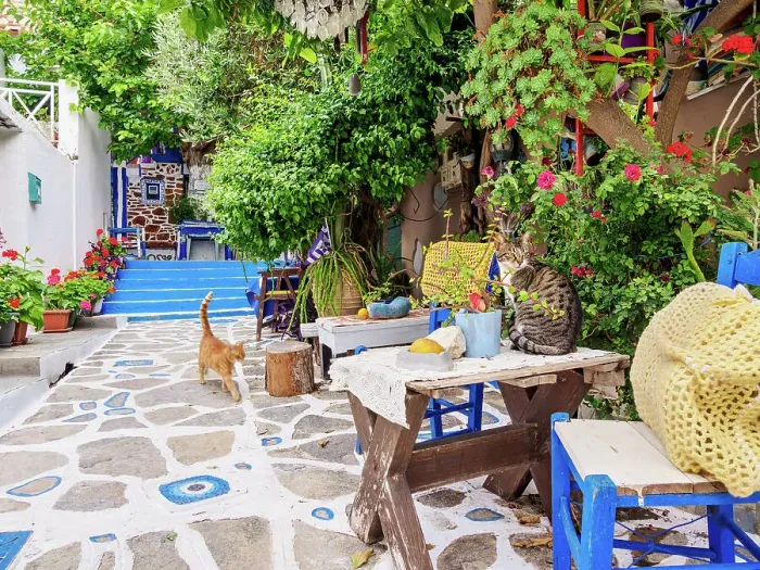 Framed Print : Cats at The Blue Street, Pythagoreio, Samos Island, North Aegean, Greece Framed Print : Cats at The Blue Street, Pythagoreio, Samos Island, North Aegean, Greece