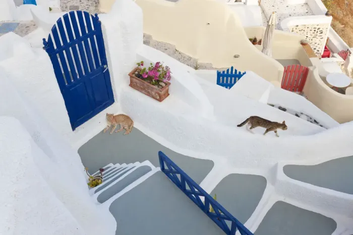 Framed Print : Cats, Oia, Santorini, Cyclades islands, Greece Framed Print : Cats, Oia, Santorini, Cyclades islands, Greece