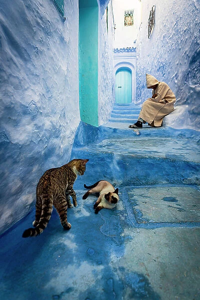 Cats playing in the old alleys with a senior man sleeping on blue steps on background, Chefchaouen, Morocco