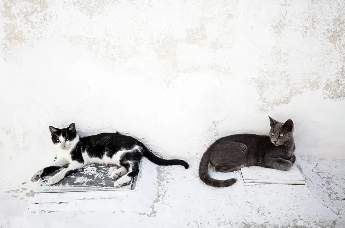 Framed Print : Two cats relaxing in the shade of a white wall, Emporio, Santorini, Cyclades Islands, Greece, Europe Framed Print : Two cats relaxing in the shade of a white wall, Emporio, Santorini, Cyclades Islands, Greece, Europe