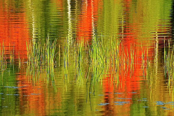 Cattails with birch trees and autumn colored maples reflected in a lake Baysville, Ontario, Canada