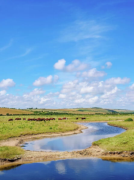 Cattle in Cuckmere River Valley, East Sussex, England, United Kingdom