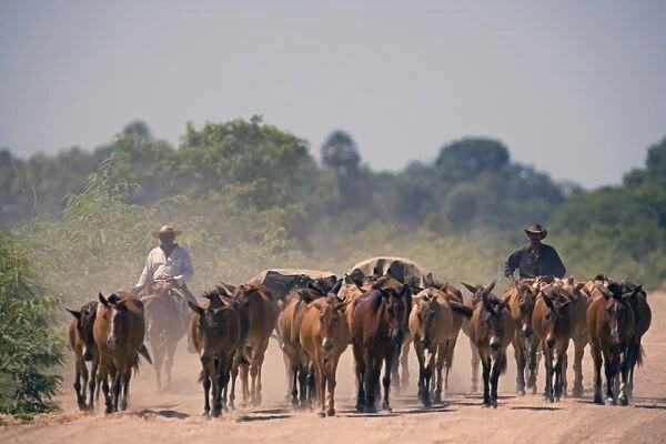 Cattle drive during the dry season down one of the