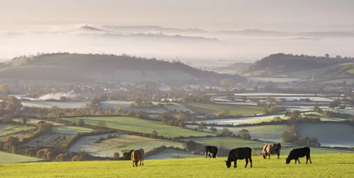 Framed Print : Cattle graze on the Mendip Hills, with dramatic views to Glastonbury beyond, Somerset Framed Print : Cattle graze on the Mendip Hills, with dramatic views to Glastonbury beyond, Somerset