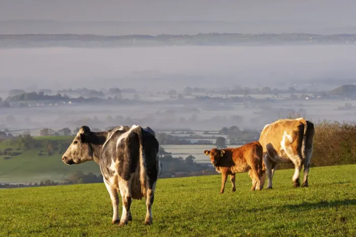 Framed Print : Cattle grazing on the Mendips on a misty morning, Somerset, England Framed Print : Cattle grazing on the Mendips on a misty morning, Somerset, England
