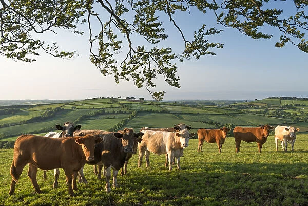 Cattle grazing in rolling countryside, Stockleigh Pomeroy, Devon, England. Summer (June)