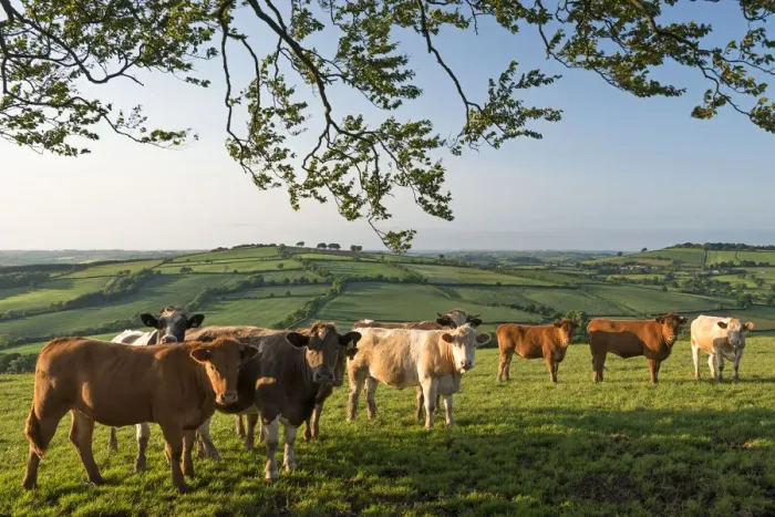 Framed Print : Cattle grazing in rolling countryside, Stockleigh Pomeroy, Devon, England. Summer (June) Framed Print : Cattle grazing in rolling countryside, Stockleigh Pomeroy, Devon, England. Summer (June)
