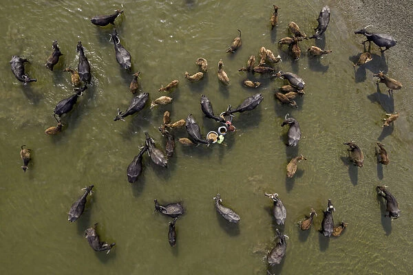 Cattle being herded across the river Jamuna in Bogura, Bangladesh for their daily bath