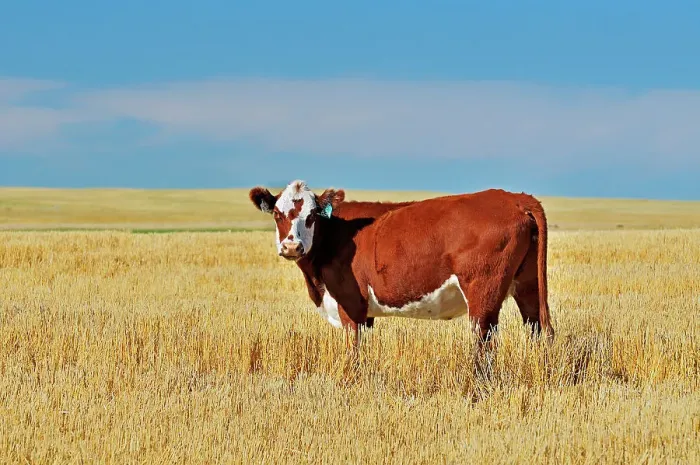 Framed Print : Cattle. Hereford Maple Creek Saskatchewan, Canada Framed Print : Cattle. Hereford Maple Creek Saskatchewan, Canada
