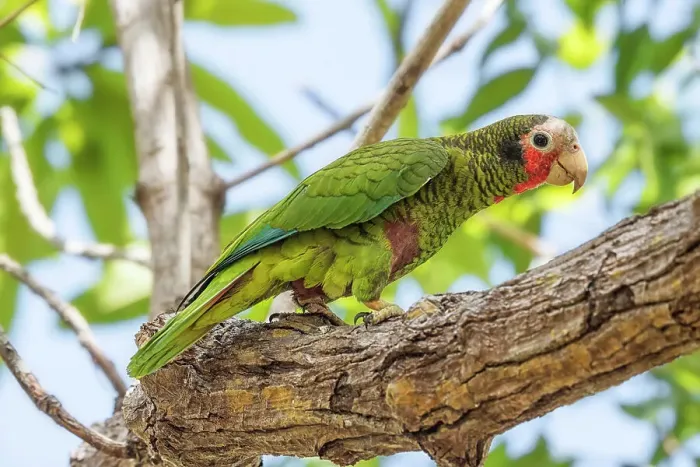 Framed Print : Cayman Brac Parrot (Amazona leucocephala hesterna) is a critically endangered species endemic to Cayman Brac, Cayman Islands, British West Indies