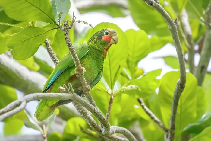 Framed Print : Cayman Parrot (Amazona leucocephala caymanensis), Grand Cayman, British West Indies Framed Print : Cayman Parrot (Amazona leucocephala caymanensis), Grand Cayman, British West Indies