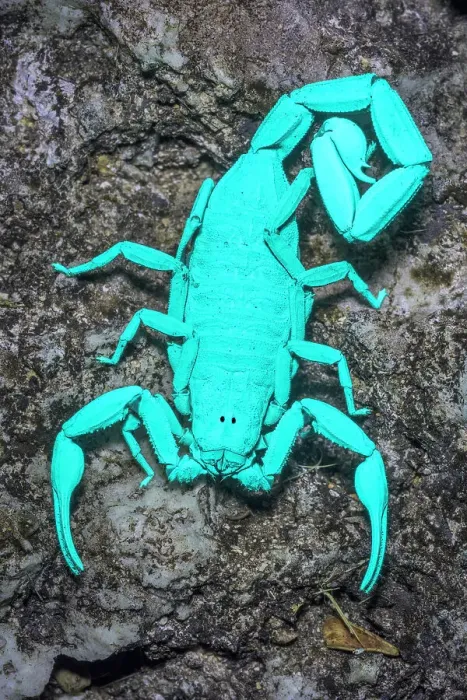 Framed Print : Cayman Scorpion (Heteronebo caymanensis) under ultraviolet light, Grand Cayman, BWI Framed Print : Cayman Scorpion (Heteronebo caymanensis) under ultraviolet light, Grand Cayman, BWI