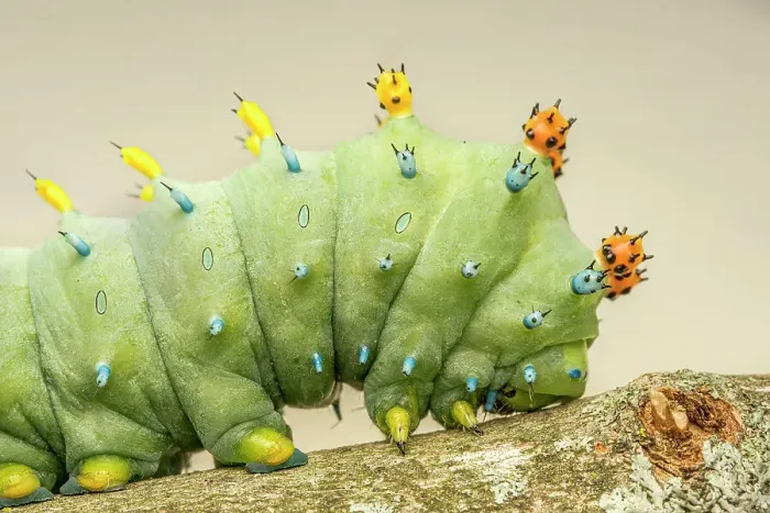 Framed Print : Cecropia Moth caterpillar (Hyalophora cecropia), Thornton, Ontario, Canada Framed Print : Cecropia Moth caterpillar (Hyalophora cecropia), Thornton, Ontario, Canada