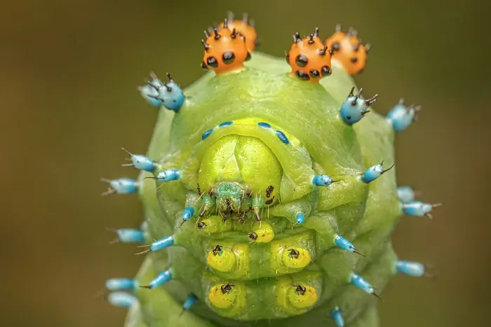 Framed Print : Cecropia Moth caterpillar (Hyalophora cecropia), Thornton, Ontario, Canada Framed Print : Cecropia Moth caterpillar (Hyalophora cecropia), Thornton, Ontario, Canada