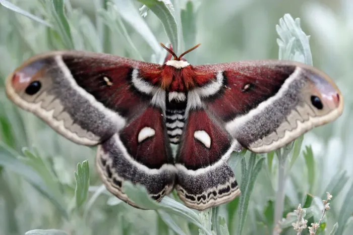 Framed Print : Cecropia moth (Hyalophora cecropia), Yellowstone NP, Wyoming, USA Framed Print : Cecropia moth (Hyalophora cecropia), Yellowstone NP, Wyoming, USA