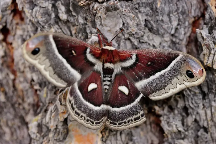 Framed Print : Cecropia moth (Hyalophora cecropia), Yellowstone NP, Wyoming, USA Framed Print : Cecropia moth (Hyalophora cecropia), Yellowstone NP, Wyoming, USA