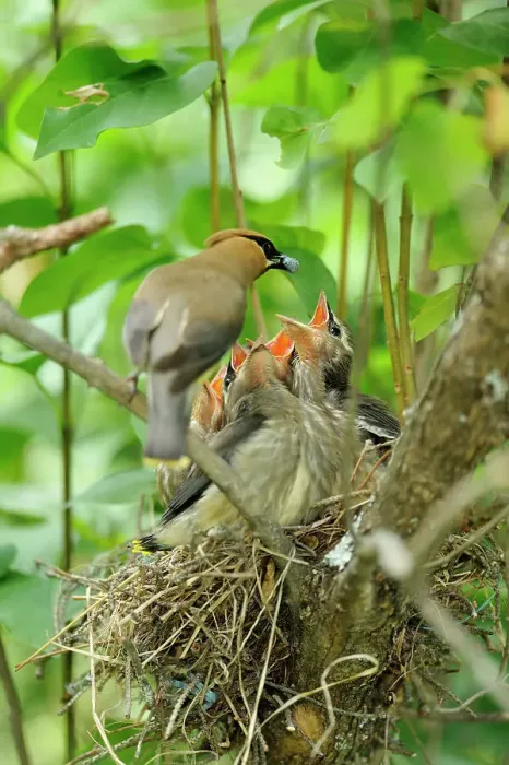 Framed Print : Cedar Waxwing (Bombycilla cedrorum) Adult feeding young, Wanup, Ontario, Canada Framed Print : Cedar Waxwing (Bombycilla cedrorum) Adult feeding young, Wanup, Ontario, Canada