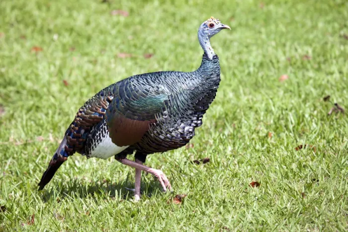 Framed Print : Central America, Belize, Orange walk, La Milpa, Ocellated Turkey (Meleagris ocellata) Framed Print : Central America, Belize, Orange walk, La Milpa, Ocellated Turkey (Meleagris ocellata)