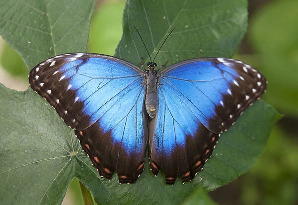 Central America, Belize, a Peleides Blue, Common, or Emperor Morpho butterfly (Morpho