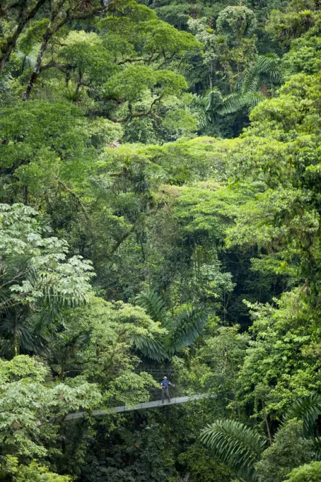 Framed Print : Central America, Costa Rica, Alajuela, La Fortuna, Mistico Arenal Hanging Bridges Park Framed Print : Central America, Costa Rica, Alajuela, La Fortuna, Mistico Arenal Hanging Bridges Park