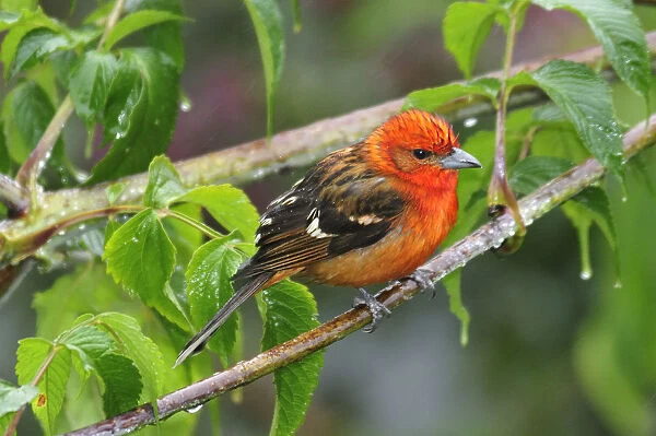Central America, Costa Rica, Brightly coloured bird perched in the rain