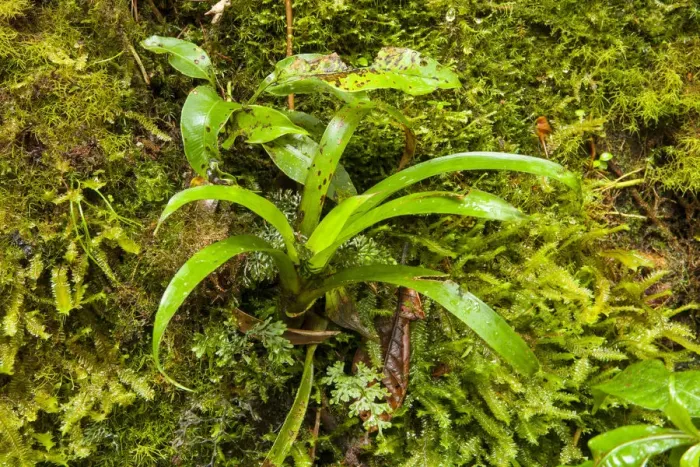 Framed Print : Central America, Costa Rica, bromeliads, ferns and mosses on the side of a tree in Framed Print : Central America, Costa Rica, bromeliads, ferns and mosses on the side of a tree in