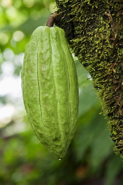 Central America, Costa Rica, cocoa pod growing on a cocoa tree