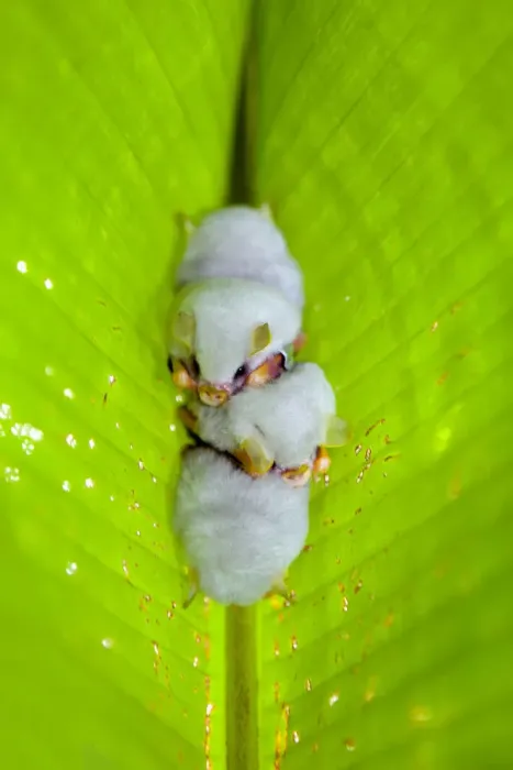 Framed Print : Central America, Costa Rica, Honduran White Bat (Ectophylla alba) roosting under Heliconia