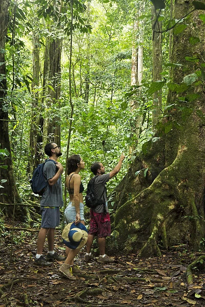Central America, Costa Rica, Puntarenas, Golfito, tourists looking at a strangler