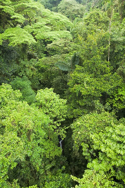 Central America, Costa Rica, rainforest near Arenal volcano