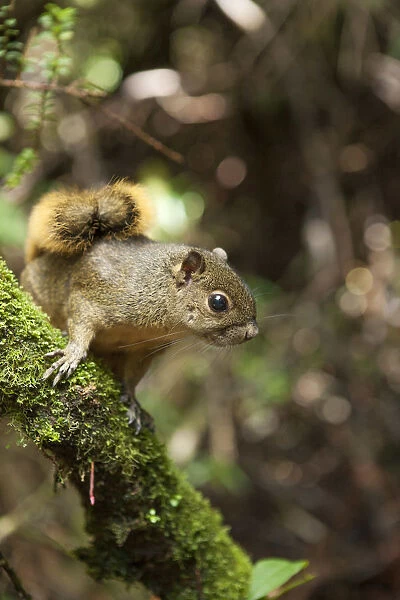 Central America, Costa Rica, red-tailed squirrel (Sciurus granatensis)