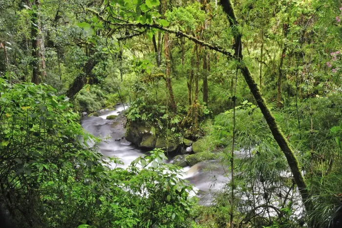 Framed Print : Central America, Costa Rica, Stream in the ungle Framed Print : Central America, Costa Rica, Stream in the ungle