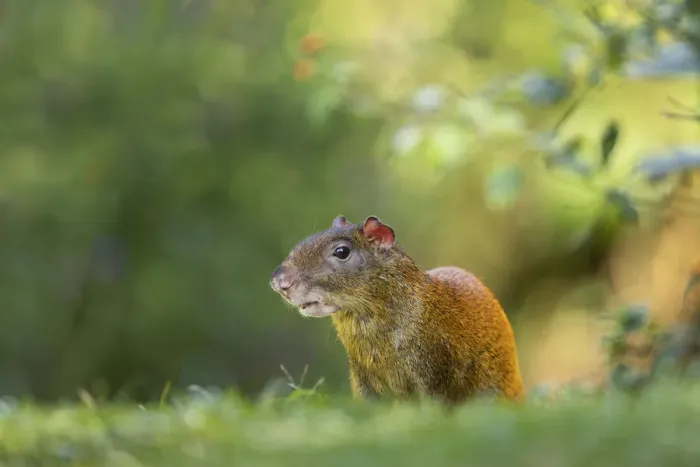 Framed Print : Central American agouti (Dasyprocta punctata), Costa Rica Framed Print : Central American agouti (Dasyprocta punctata), Costa Rica